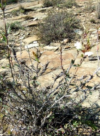Blepharis capensis and comrades colonising a slab of rock