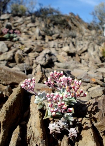Crassula deltoidea on the rocks