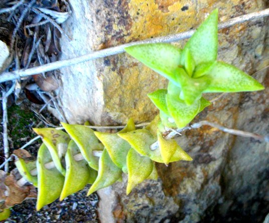 Crassula perforata snaking into view