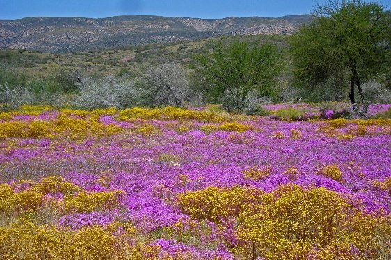 De Rust spring landscape