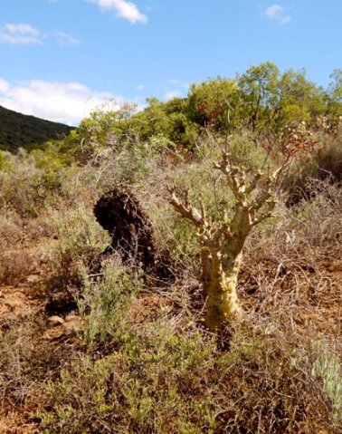 Dioscorea hemicrypta, olifantvoet