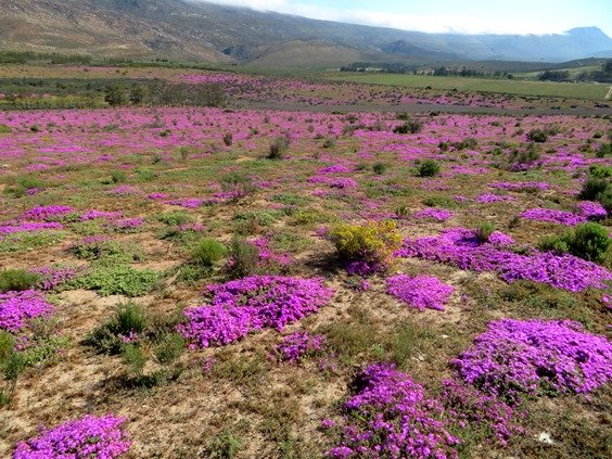 A Drosanthemum celebration