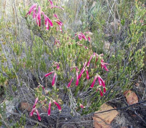 Erica discolor