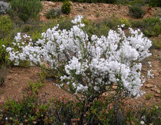Eriocephalus ericoides subsp. ericoides living up to its kapokbos name