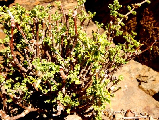 Fockea capensis, kambro