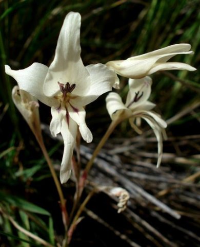 Gladiolus leptosiphon
