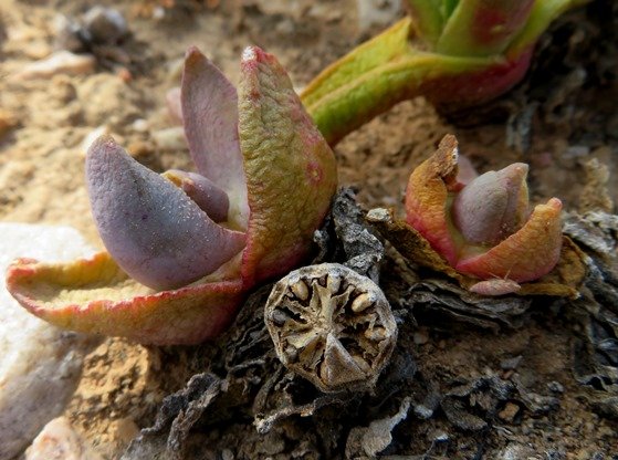 Glottiphyllum carnosum in multicoloured garb