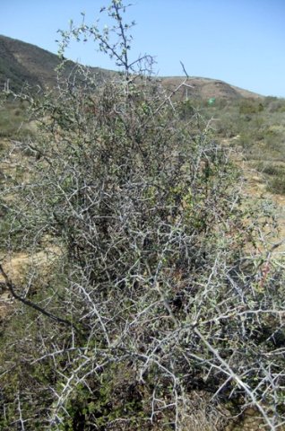 Gloveria integrifolia