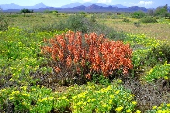 Gonialoe variegata, painted from a rich palette