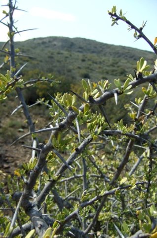 Gymnosporia buxifolia
