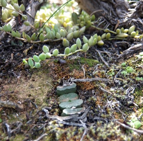 Haworthia truncata var. truncata