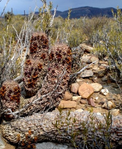 Hoodia pilifera subsp. pilifera
