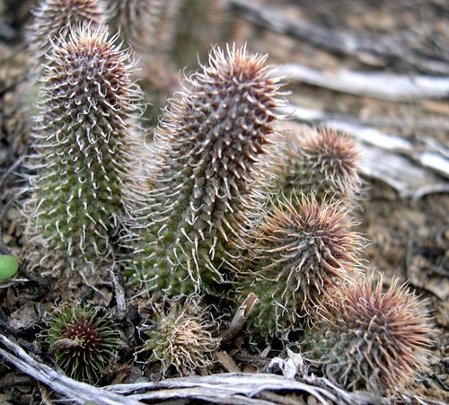 Huernia pillansii, the vingerghaap