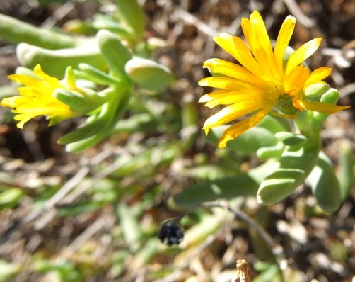 Malephora lutea, a yellow vygie often seen 
