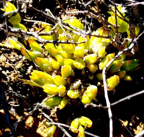 Mesembryanthemum tortuosum