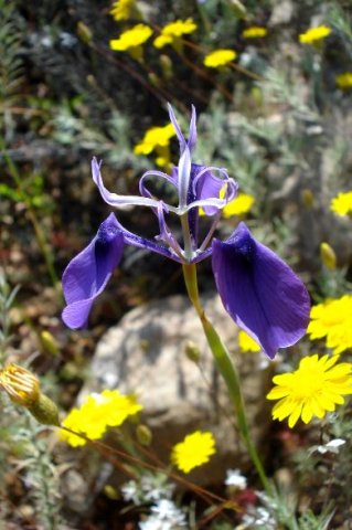 Moraea regalis style branches above tepals