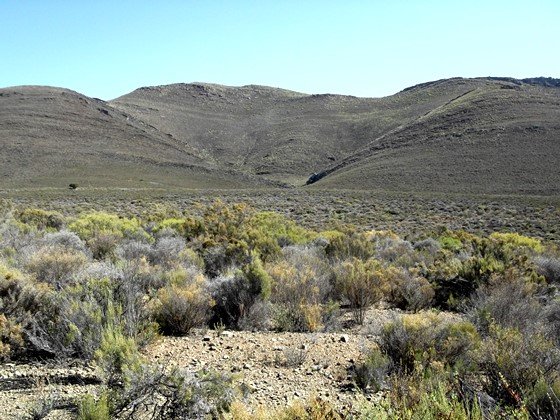 Renosterveld near Montagu