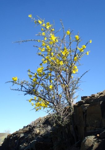Rhigozum obovatum