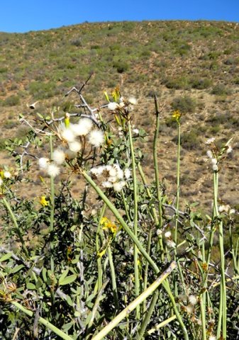 Senecio junceus 