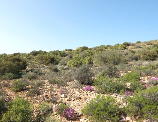 Spekboomveld