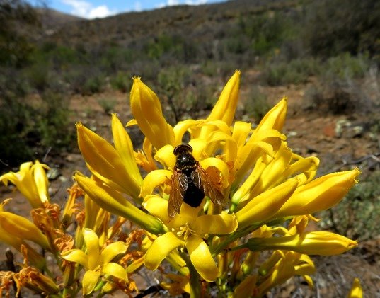 Tylecodon cacalioides and its favourite fly