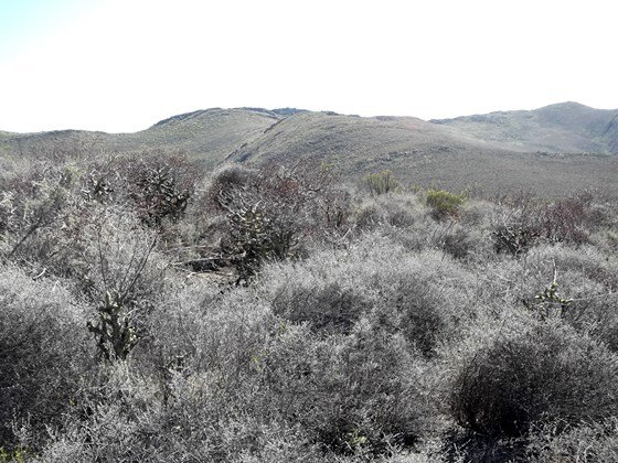 Tylecodon paniculatus scattered in renosterbos