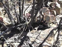 Adromischus maculatus and no rain