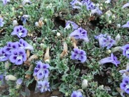 Aptosimum procumbens, the brandbossie