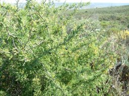 Asparagus capensis at Oudtshoorn