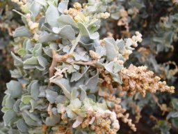 Atriplex nummularia, old man saltbush 