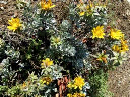 Berkheya cuneata, the flenniebos