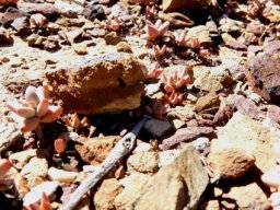 Crassula congesta pioneering a bare patch