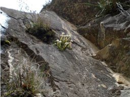 Crassula obtusa climbing rock