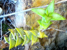 Crassula perforata snaking into view