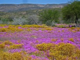 De Rust spring landscape