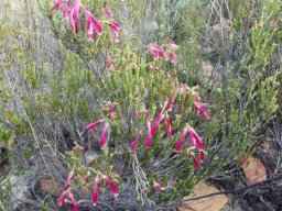 Erica discolor