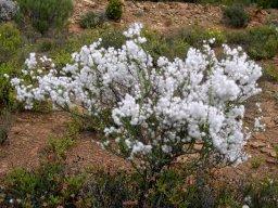 Eriocephalus ericoides subsp. ericoides living up to its kapokbos name