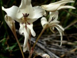 Gladiolus leptosiphon