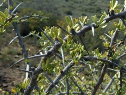 Gymnosporia buxifolia