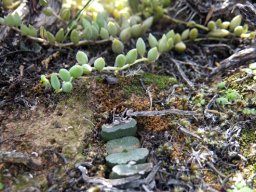 Haworthia truncata var. truncata