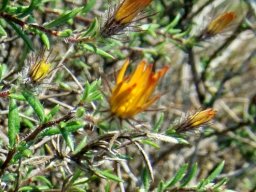 Gorteria integrifolia