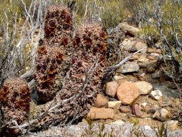 Hoodia pilifera subsp. pilifera