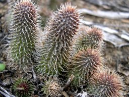 Huernia pillansii, the vingerghaap