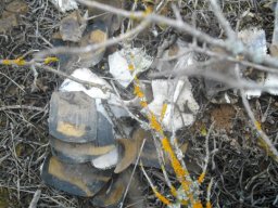Lichen and tortoiseshell