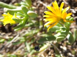 Malephora lutea, a yellow vygie often seen 