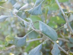 Manochlamys albicans, a relative of old man saltbush