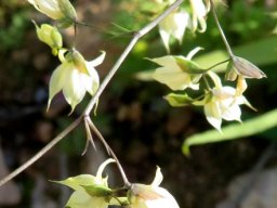 Melasphaerula graminea, feeklokkies