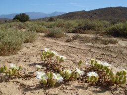 Mesembryanthemum guerichianum