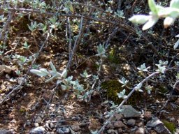 Pteronia glauca stems curving down