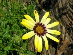 Osteospermum scariosum, the skaapbos 